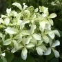 Aedhortensia Great Star